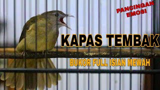 PANCINGAN KAPAS TEMBAK BUKOR FULL ISIAN | KAPAS TEMBAK BUKOR EMOSI ISIAN MEWAH