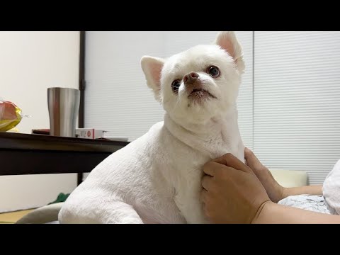 ダメな犬はいない NO BAD DOGS There are no “bad dogs” - Animal Legal Defense Fund