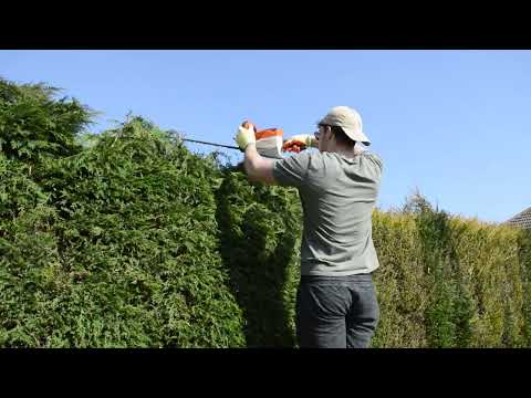 How To Trim Tall Conifer Hedge