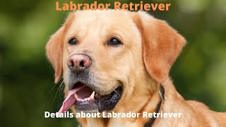 Labrador Retriever (Personality, Behaviour, Strength, Weakness etc...)