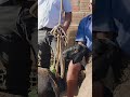 Feira de ovelhas em Canafistula de Frei Damião