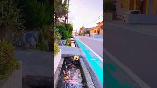 This is How Japan Uses | jelly fish to Clean City Drains!