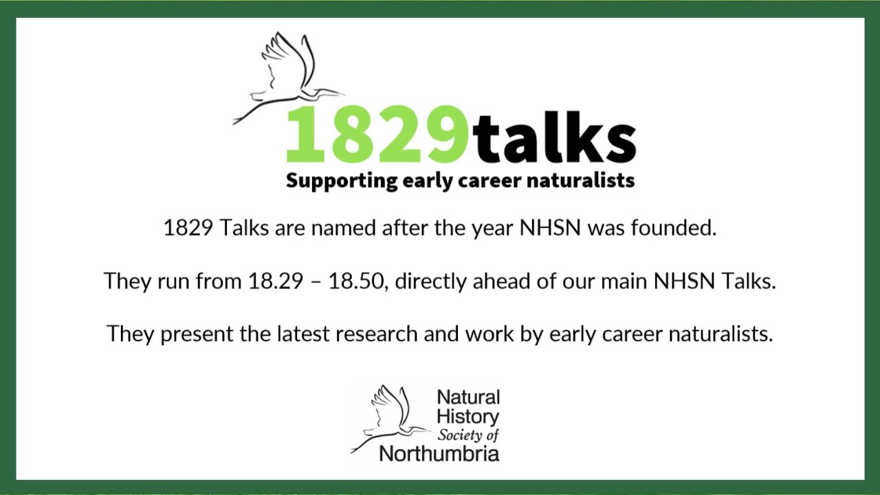 Swifts in Newcastle Upon-Tyne: Their Nesting Habits and Success