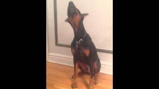 Doberman temper tantrum