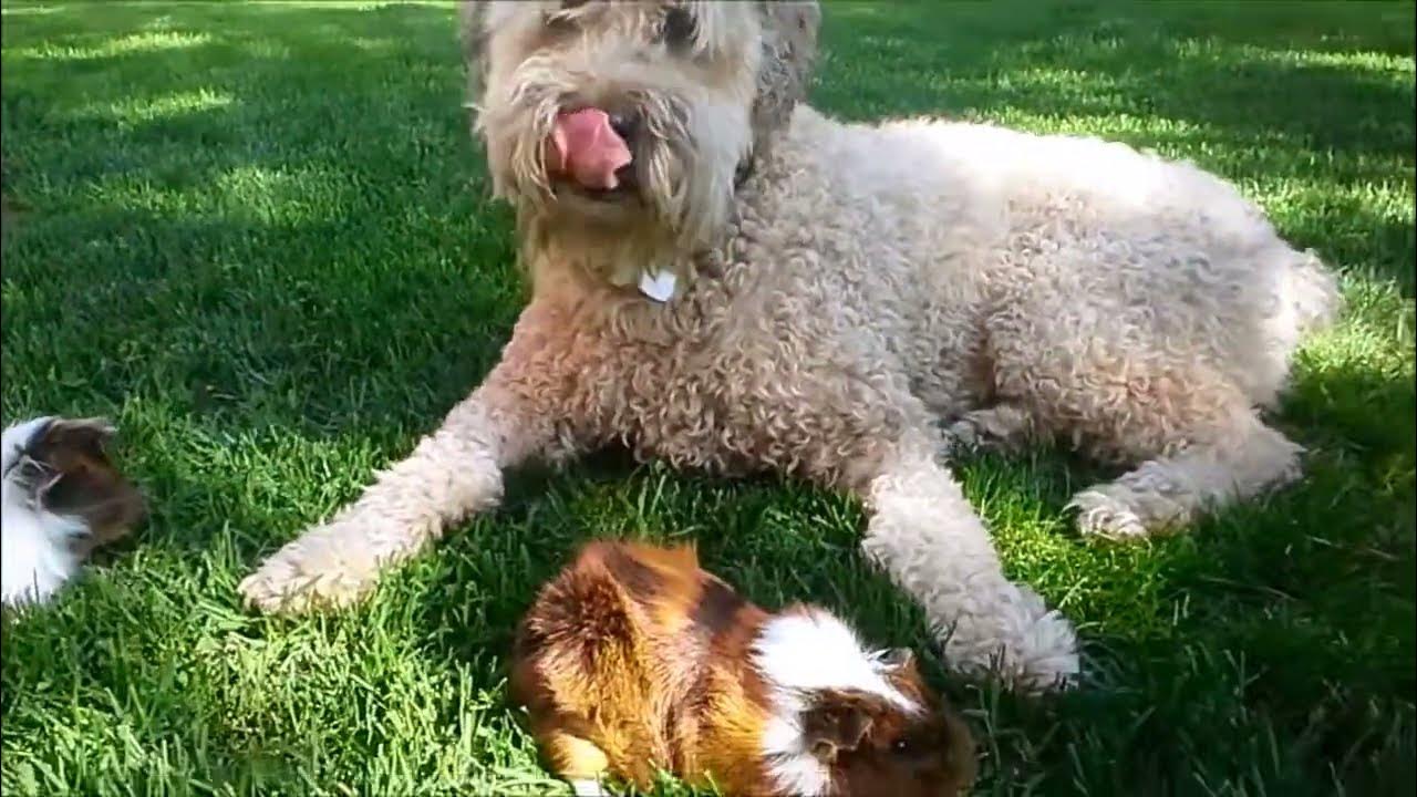 Dog licks Guinea Pig YouTube
