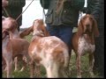The Gun dog - Pet Dog Documentary
