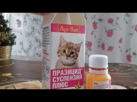 Как проглистогонить котенка