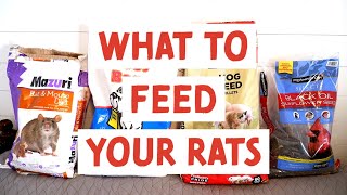 Rat Diet and Nutrition - What to feed your rats