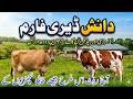 Danish Dairy Farm | Top Quality Jersey &amp; Red Friesian Cows for Sale | Imported Jersey Cows For Sale 