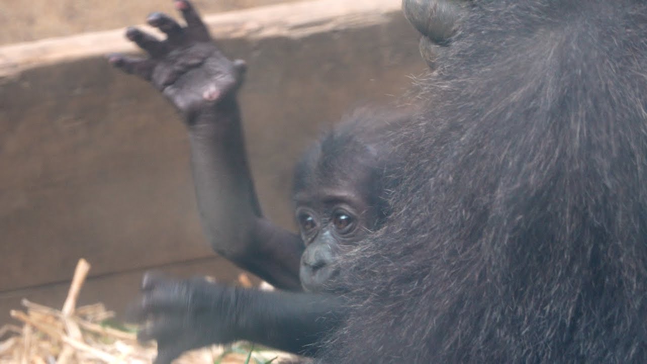 Новая звезда Киото! Этот малыш-горилла подошел так близко Gorillas genki / ape #gorilla