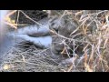 Days Old Lion Cub -  Singita Kruger Park