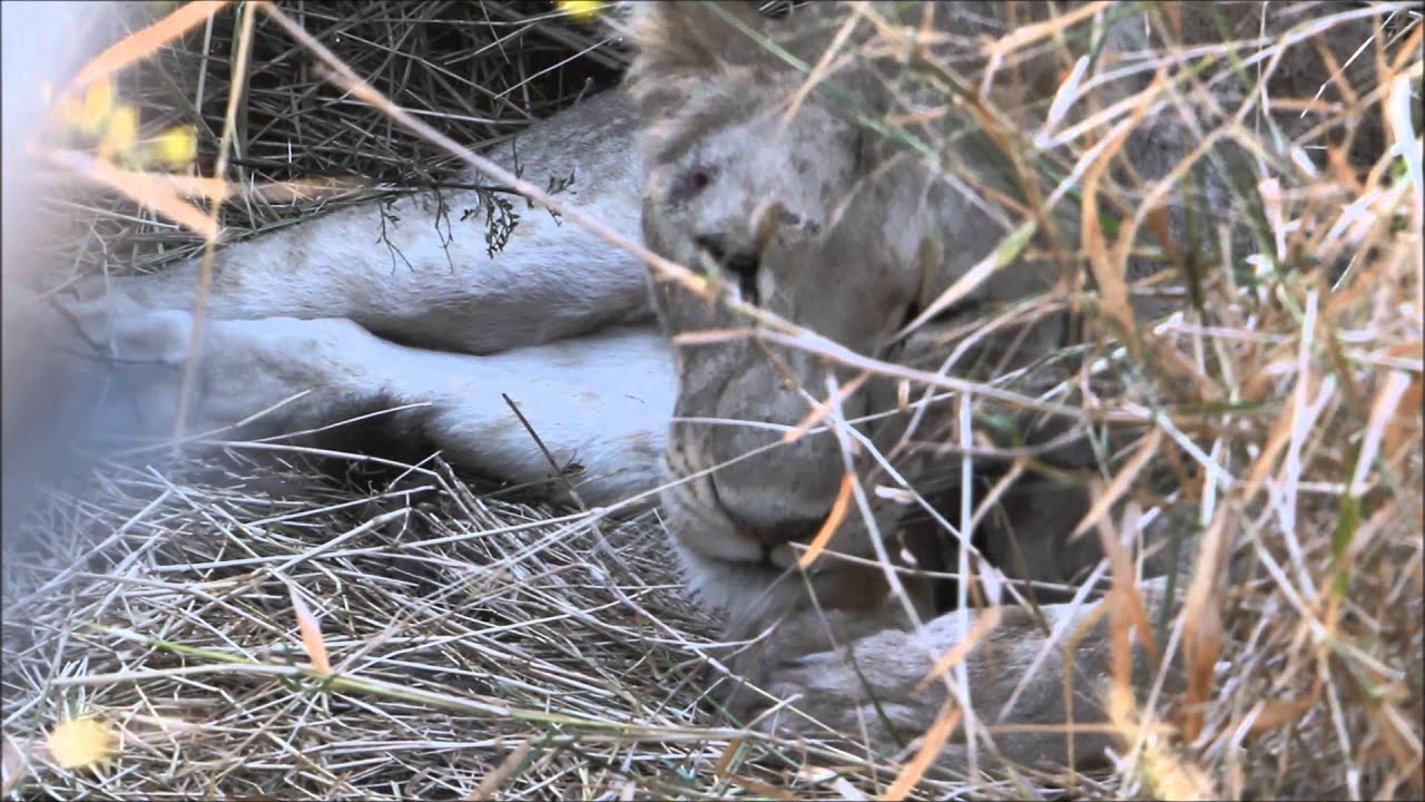 Days Old Lion Cub -  Singita Kruger Park