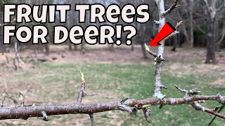 Why You Should And Shouldn't Plant Fruit And Nut Trees For Deer!