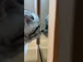 Süßes Kitten ist verwirrt vom Spiegelbild