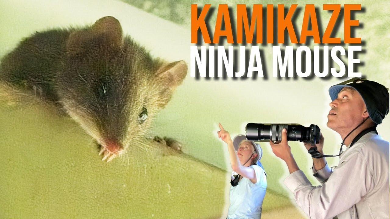 Agile ANTECHINUS in a bird hide!!| COOLART Wetlands