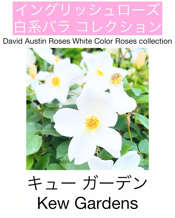 English Roses - White Rose Collection] Kew Gardens - YouTube