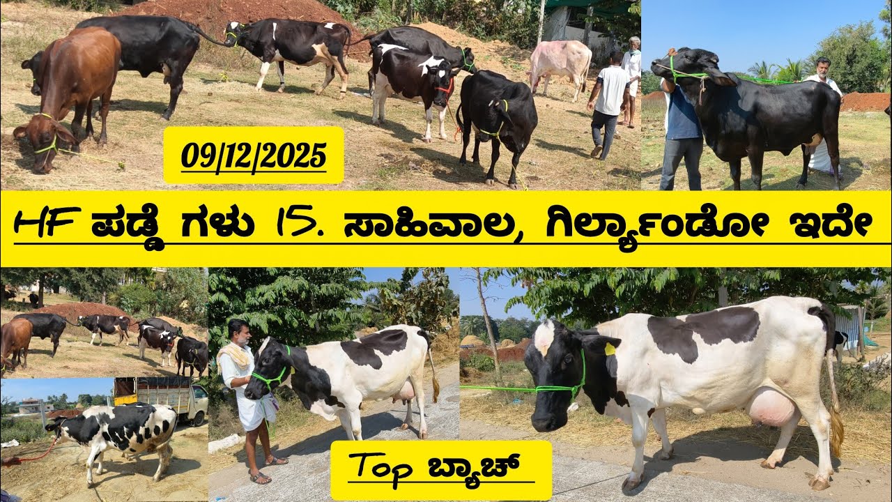ಒಟ್ಟು 15 ಹಸುಗಳು  HF, ಸಾಹಿವಾಲ ಗಿರ್ ಲ್ಯಾಂಡ್ ಹಸುಗಳ ಬ್ಯಾಚ್,ನೇರ ಭೇಟಿ ಮಾಡಿ ಪರಿಶೀಲಿಸಿ ಖರೀದಿಸಿcow for sale 