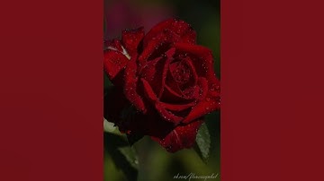 علي جابر رحمة الله آيات الصيام قرأن كريم سورة البقرة