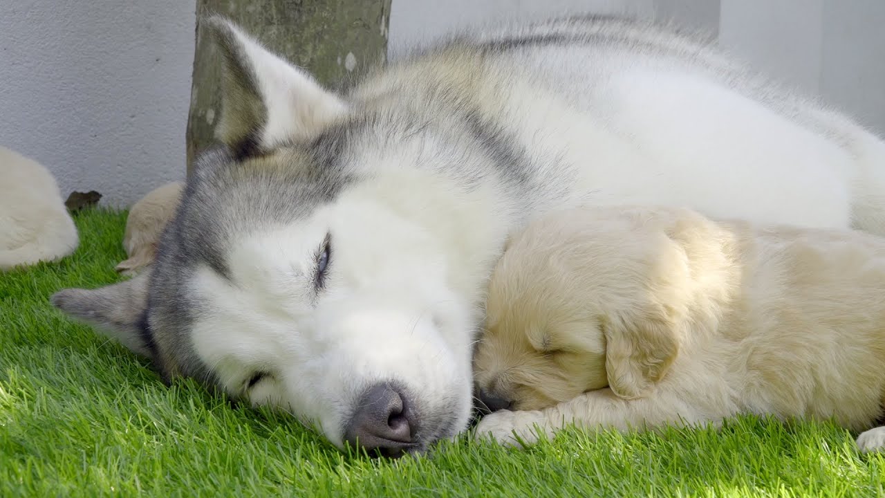 ハスキーを自分の父だと思うゴールデンレトリバー子犬が可愛すぎた Youtube