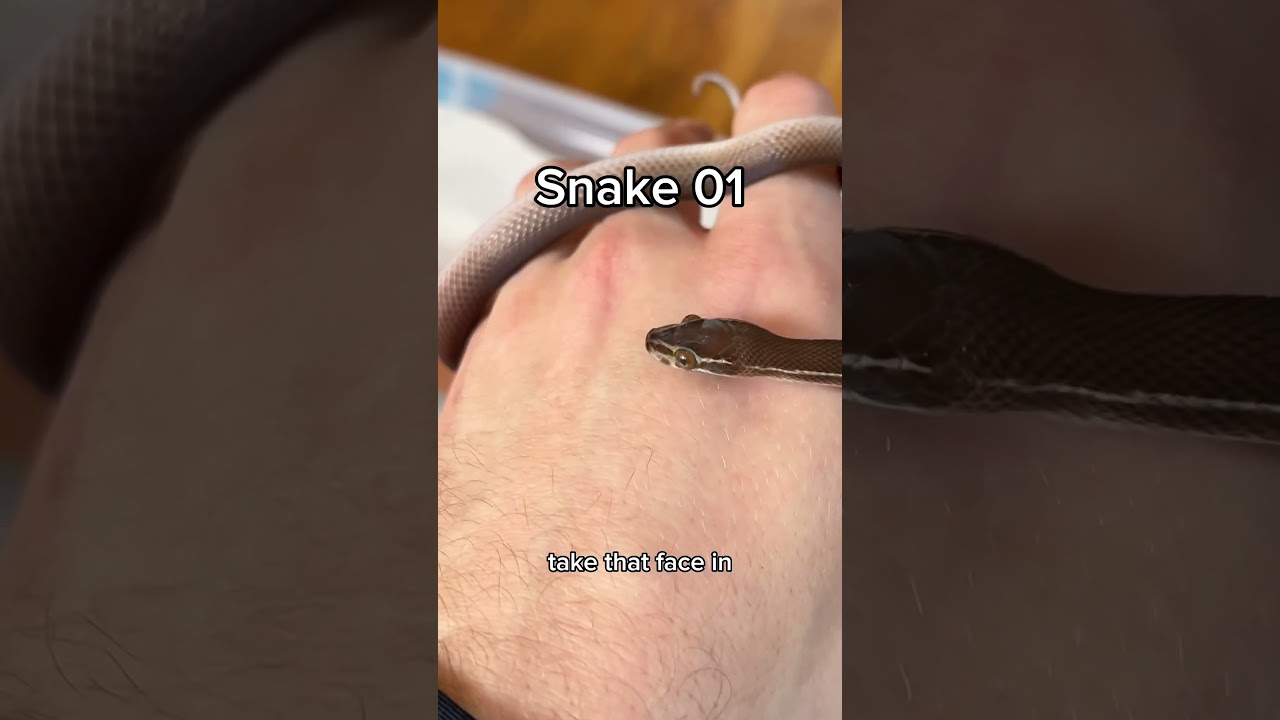 Siblings and dating &mdash;  house snake observation