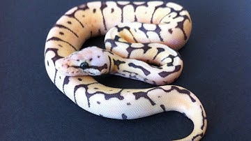 HOW I BREED BALL PYTHONS