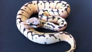 HOW I BREED BALL PYTHONS