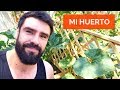 🔴 VLOG | Mi HUERTO URBANO ORGÁNICO (Solo en 3 meses) Consejos para comenzar 🌱🍅