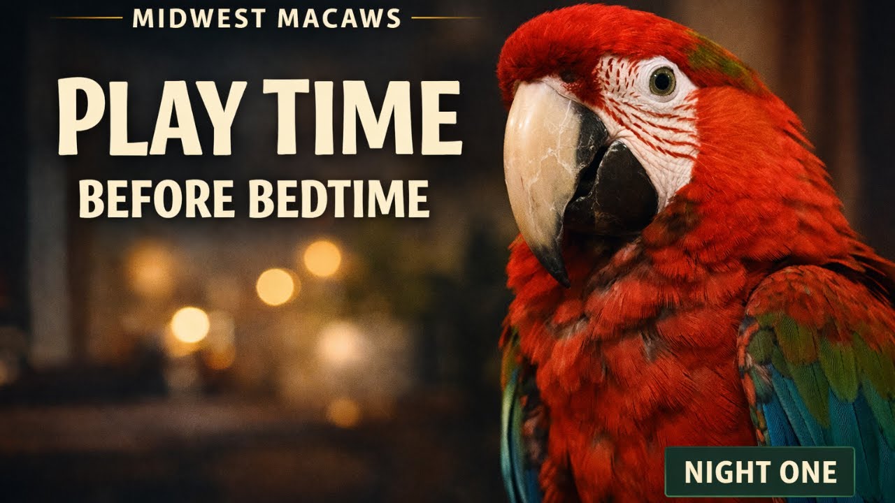 Play Time Before Bedtime 🌙 | Midwest Macaws/Uncle Sandy Macaw Bird Park (Night One)