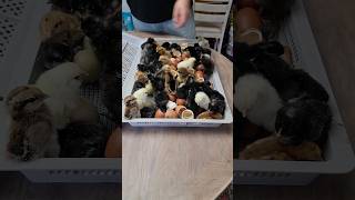 Famous Hatching Easter Eggers Profile