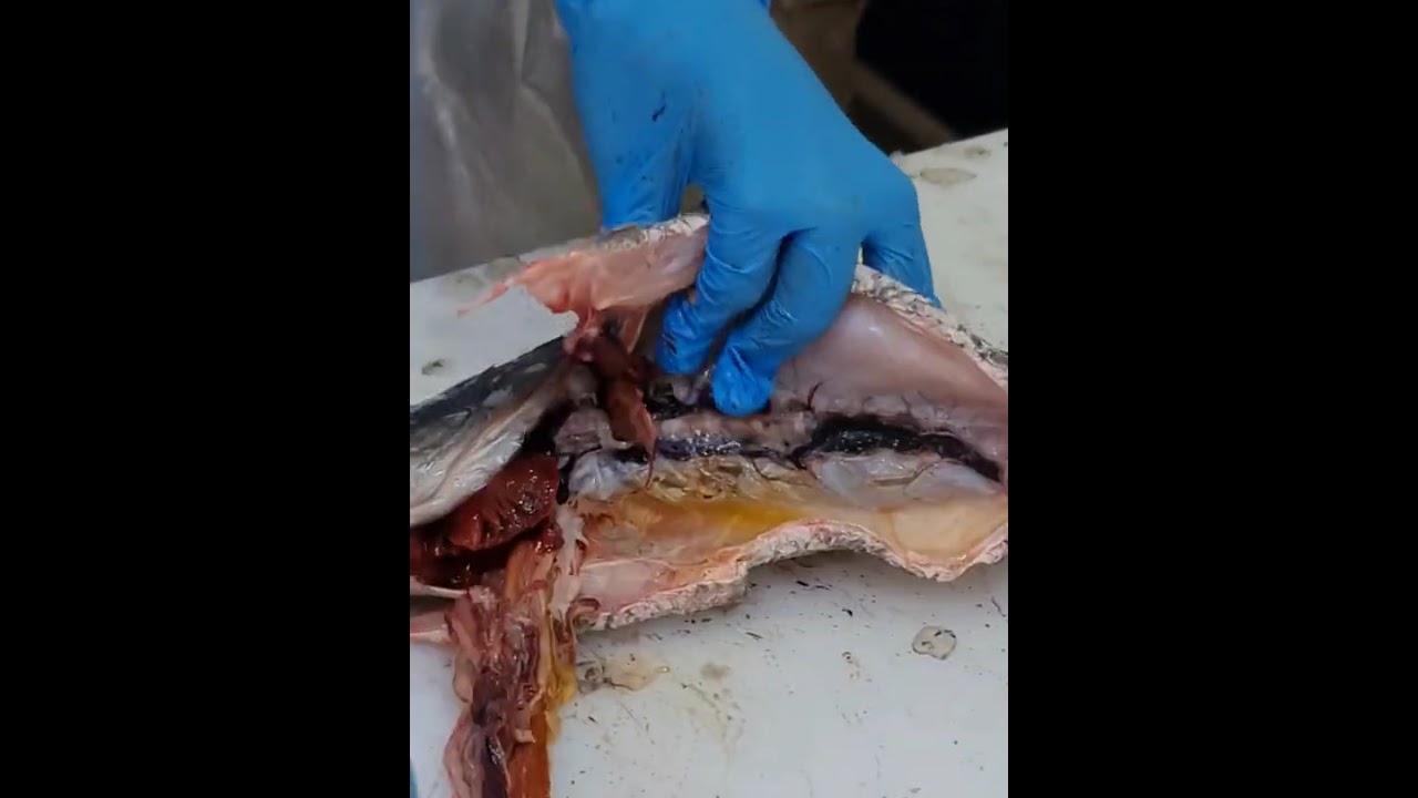 How To Clean Fish In Easy Steps | Fish Cleaning Easy Steps | Superstore Way To Clean Fish | 