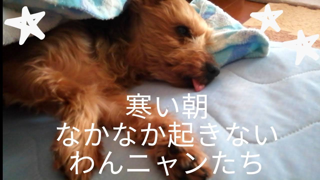 ストーブの神様 北海道の朝 舌を出して寝る犬 きのとやのケーキ Youtube ストーブの神様 北海道の朝 舌を出して寝る犬 きのとやのケーキ Youtube