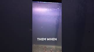Daphnia Culture Q & A #daphnia #livefoodcultures #aquarimaxpets
Daphnia Culture Q & A #daphnia #livefoodcultures #aquarimaxpets Daphnia Culture Q & A #daphnia #livefoodcultures #aquarimaxpets