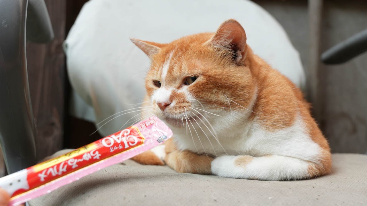 野良猫にちゅーる 241103 - YouTube