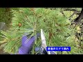 No.054_クロマツの剪定⑦中芽切りと芽切り 180508・