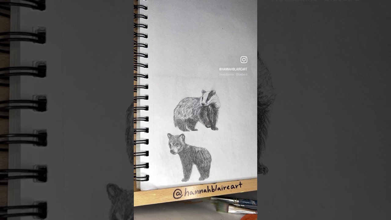 european badger sketch 🧸❄️