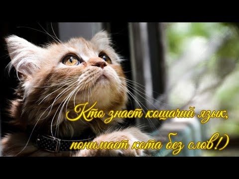 Кто знает кошачий язык, понимает кота без слов How to understand a cat without words