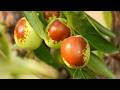 The Only Fruit Trees Worth Planting on a Homestead (Survive Any Summer)
