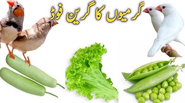 Summer Complete Diet Plan For Finches & Java Birds | Calcium & Vitamin Syrup In Summer Season.