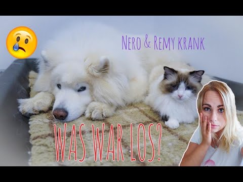 THAT'S WHY I haven't been active on YouTube for a long time | Nero and the cats suddenly sick