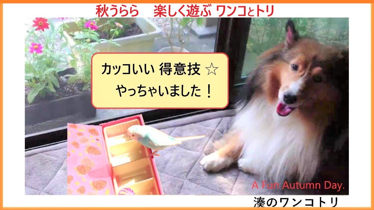 秋うらら 犬とインコの楽しい1日 おしゃべりインコ 優しい犬 犬とインコ ほんわか のんびり 田舎暮らし Youtube