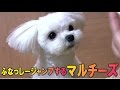 【子犬マルチーズ】ふなっしージャンプする子犬マルチーズ attack the maltese dog