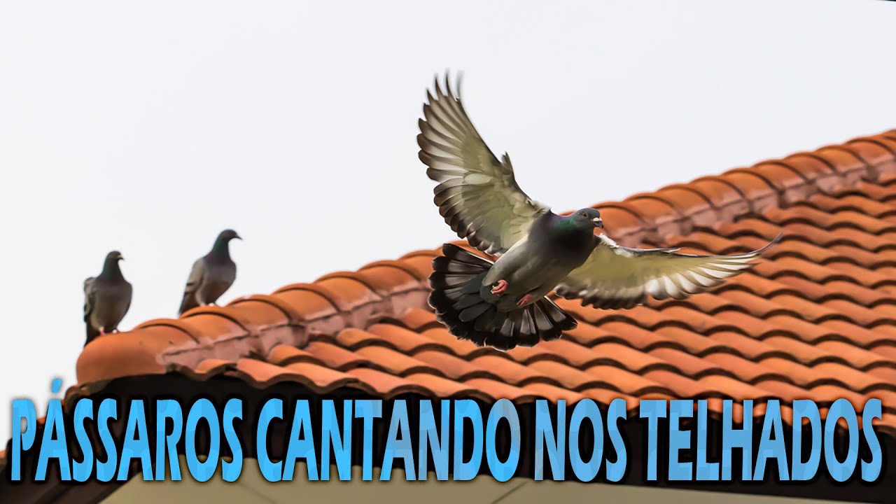 PÁSSAROS CANTANDO NOS TELHADOS.