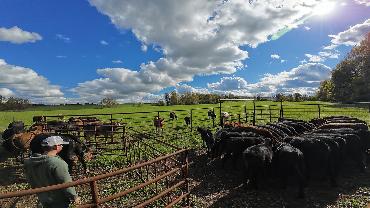 Отличный день для отлова и отлучения!
