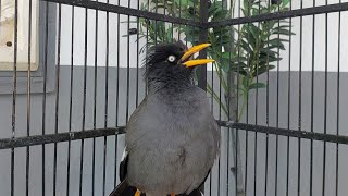 Jalak Kebo Isian Mewah Buat Pancingan & Masteran Burung Jalak Kebo pastol Eps 904