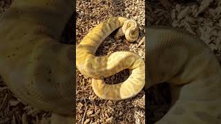 Powerhouse Male for next season! #animal #ballpython #reptile #pet #ballpythonsnake #snake #python