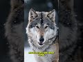 WOLF vs GRIZZLY: Who wins? 🐺🐻 #shorts #wolf #wildlife