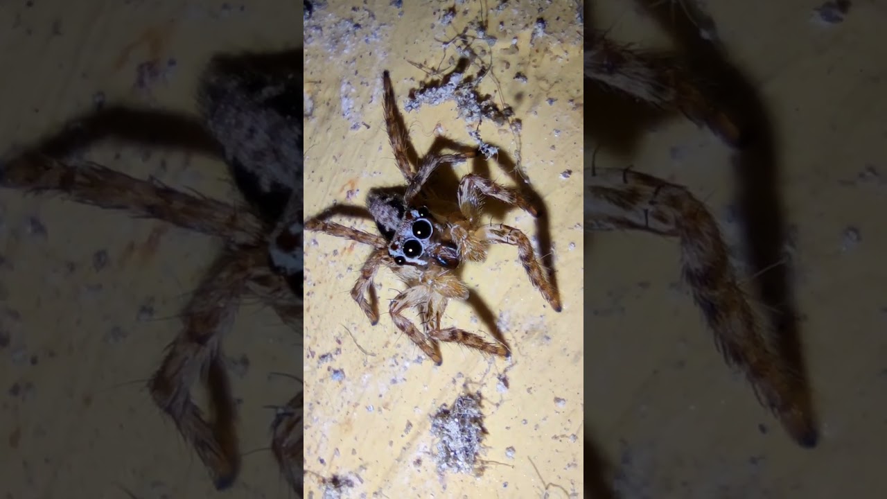 Arachnida Species - Oh look..🕷👀  #spider #insects #ants #nature #macroperfection #wildlife #bug