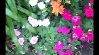 Flowers - a film by Peter Himmelman