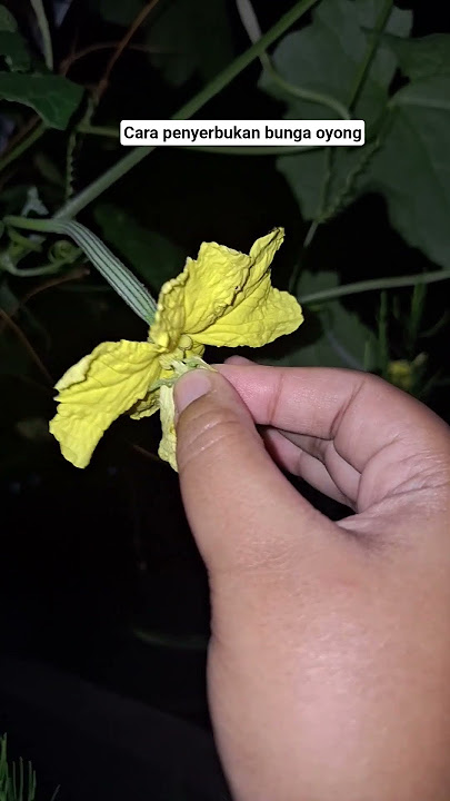 Successfully cross-pollinating loofah flowers #loofah