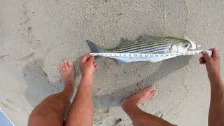 Striped bass and Bluefish on the first trip to the shore! NBR Ep  55